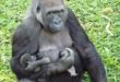 Mais um membro para família de gorilas do Zoológico de BH