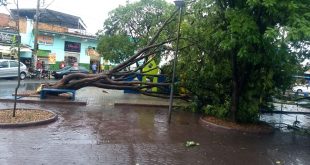 Chuva causa queda de árvore na praça do bairro Estrela Dalva; veja vídeo